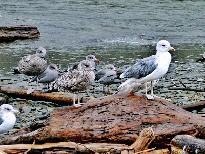 Colony of Seagalls