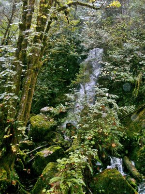 Waterfall viewed through fall foliage