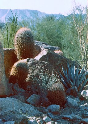 Palm Springs Desert Museum-03