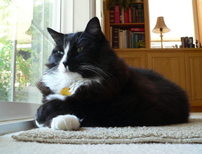 Figaro in repose in the sunshine