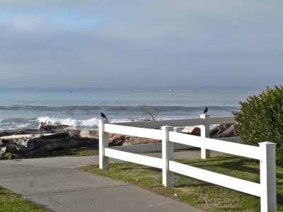 Brookings birds by the sea