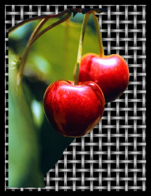 Artistic_Two Cherries on stone