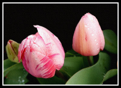 Artistic_Dew-covered new tulips-Canvas