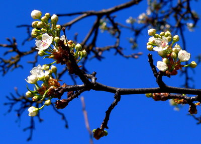 New pear blossoms2
