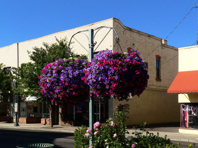 Flower baskets outside Collier Center