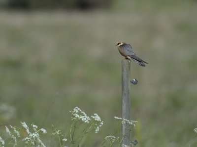 Falco vespertinus, Red-footed Falcon, Aftonfalk 