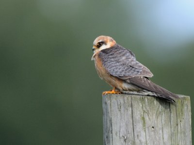 Falco vespertinus, Red-footed Falcon, Aftonfalk 