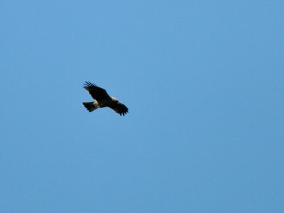 Aquila pennata, Booted Eagle, Dvrgrn 