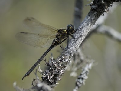 Dragonflies, Trollslndor