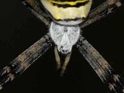 Argiope bruennichi, Wasp Spider, Getingspindel 