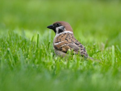 Passer montanus, Eurasian Tree Sparrow, Pilfink 