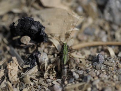 Grasshopper, Grshoppor