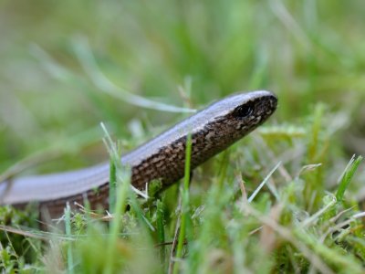 Anguis fragilis