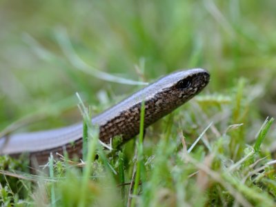 Anguis fragilis, Koppardla