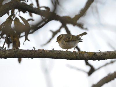 Phylloscopus proregulus, Pallass Leaf Warbler, Kungsfgelsngare