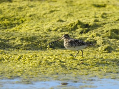 Gallinago gallinago Common Snipe Enkelbeckasin