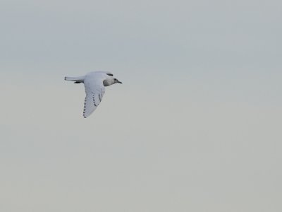 Pagophila eburnea, Ivory gull, Isms