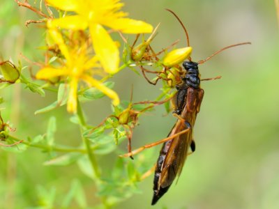Cerambycidae, Longicorns, Lnghornsbaggar