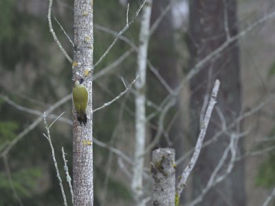Picus viridis, Green woodpecker Grngling