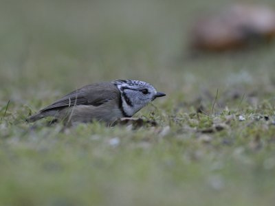 Parus cristatus, Crested Tit, Tofsmes