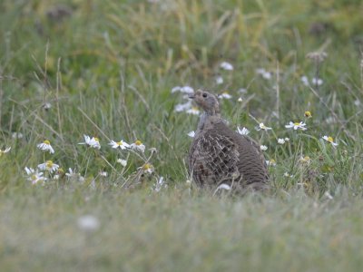 Perdix perdix, Grey Partridge, Rapphna 