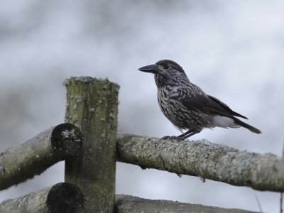 Nucifraga caryocatactes, Spotted Nutcracker, Ntkrka 