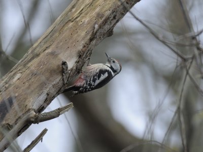 Dendrocopos medius