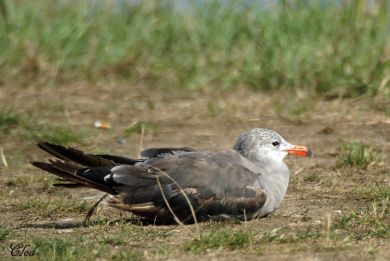 Goland de Heermann - Heermanns Gull