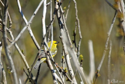 Paruline  ailes bleues - Blue-winged Warbler