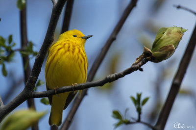 Paruline jaune - Yellow Warbler