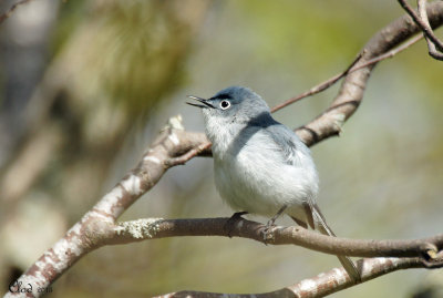 Gobemoucheron gris-bleu - Blue-gray Gnatcatcher