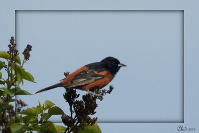 Oriole des vergers - Orchard Oriole