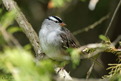 Bruant  couronne blanche - White-crowned Sparrow