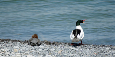 Grand Harle - Common Merganser