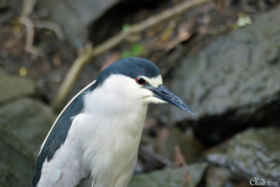 Bihoreau gris - Black-crowned Night-Heron