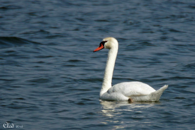 Cygne tubercul - Mute Swan