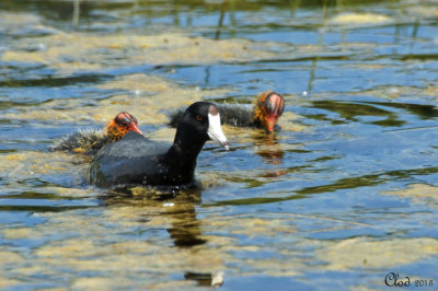 Foulque d'Amérique et jeunes - American Coot and babies