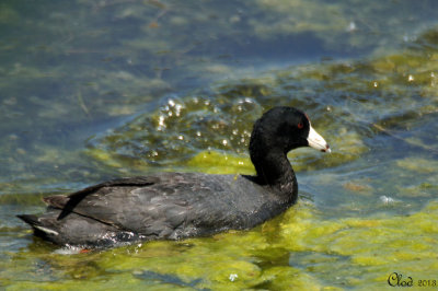 Foulque dAmérique - American Coot