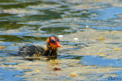 Jeune Foulque d'Amérique - Young American Coot