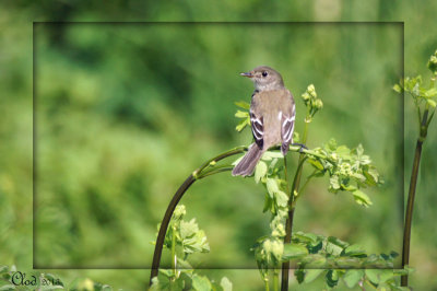 Moucherolle des aulnes - Alder Flycatcher