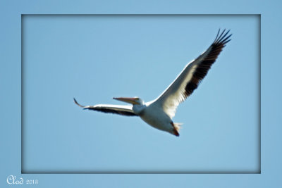 Plican d'Amrique - American White pelican 