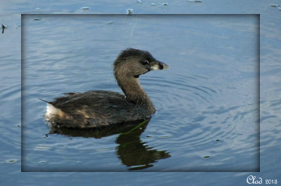 Grbe  bec bigarr - Pied-billed Grebe