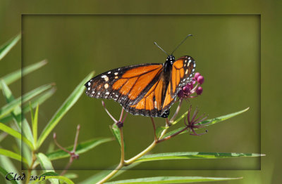 Papillon Monarque - Monarch butterfly