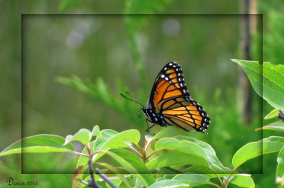 Papillon Vice-roi - Viceroy butterfly