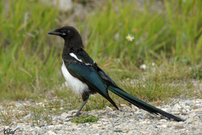 Pie d'Amrique - Black-billed Magpie