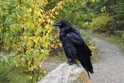Grand corbeau- Common Raven