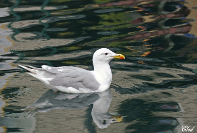 Goéland à ailes grises - Glaucous-winged Gull