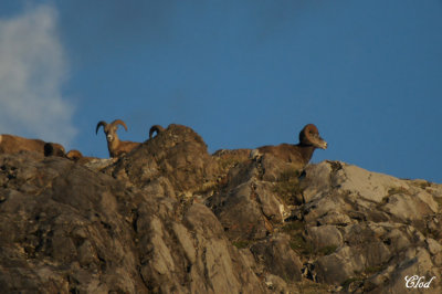 Mouflons canadien - Bighorn sheeps