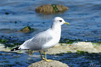 Goéland à bec court - Mew Gull