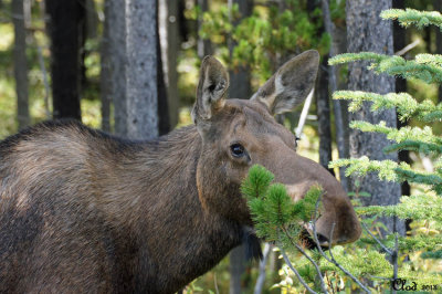 Orignal - Moose